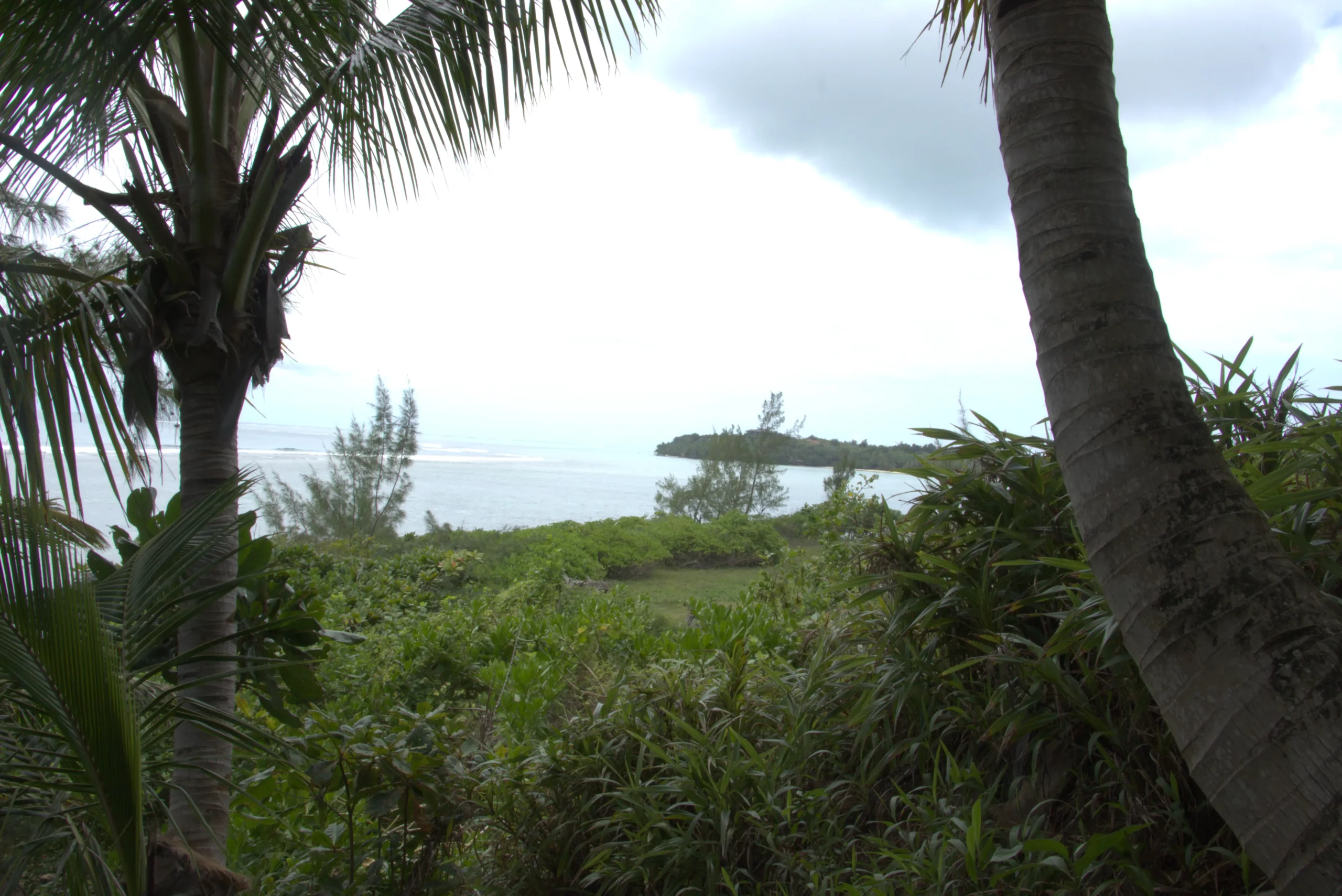 Vue sur l'océan à travers les cocotiers du domaine